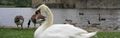 Carousel-swan.jpg